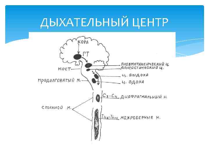 ДЫХАТЕЛЬНЫЙ ЦЕНТР 