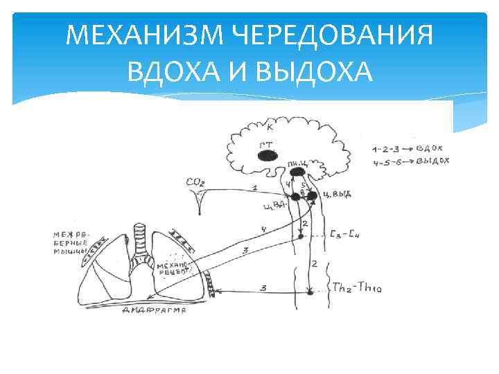 МЕХАНИЗМ ЧЕРЕДОВАНИЯ ВДОХА И ВЫДОХА 