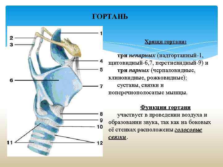ГОРТАНЬ Хрящи гортани: три непарных (надгортанный-1, щитовидный-6, 7, перстневидный-9) и три парных (черпаловидные, клиновидные,