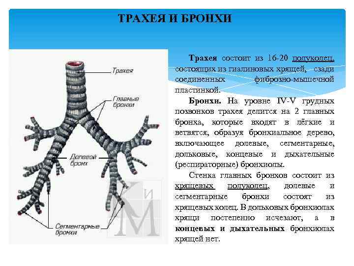 ТРАХЕЯ И БРОНХИ Трахея состоит из 16 -20 полуколец, состоящих из гиалиновых хрящей, сзади