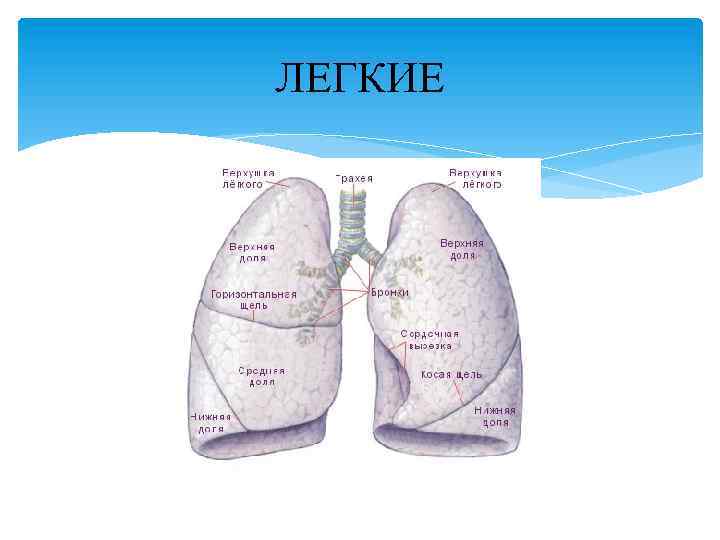 ЛЕГКИЕ 