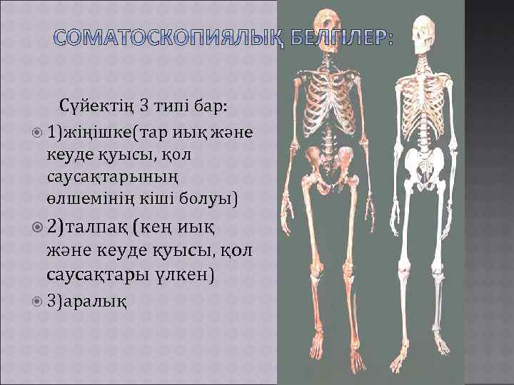  Сүйектің 3 типі бар: 1)жіңішке(тар иық және кеуде қуысы, қол саусақтарының өлшемінің кіші