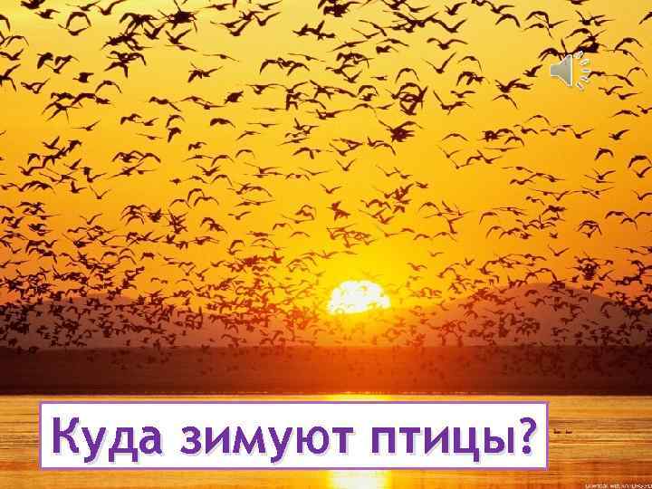 Куда зимуют птицы? 