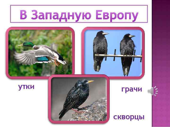 В Западную Европу утки грачи скворцы 