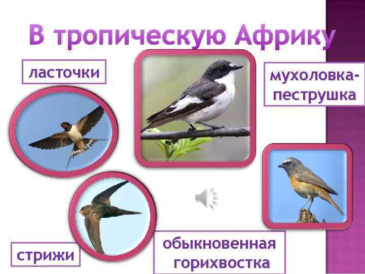 В тропическую Африку ласточки стрижи мухоловкапеструшка обыкновенная горихвостка 