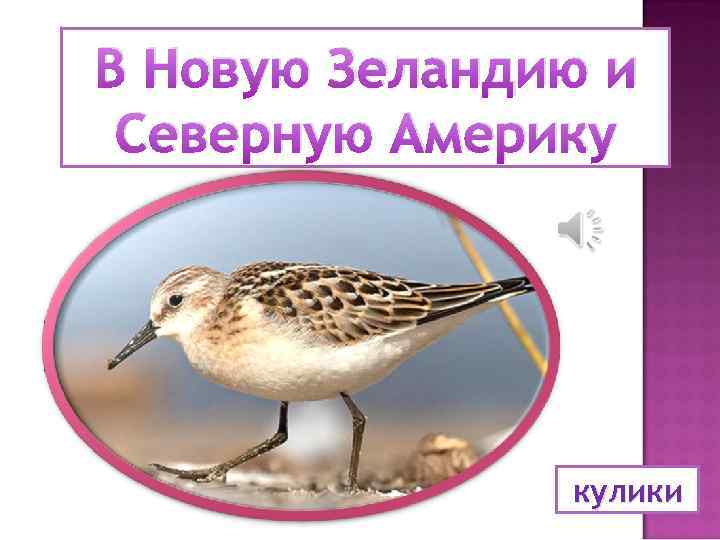 В Новую Зеландию и Северную Америку кулики 