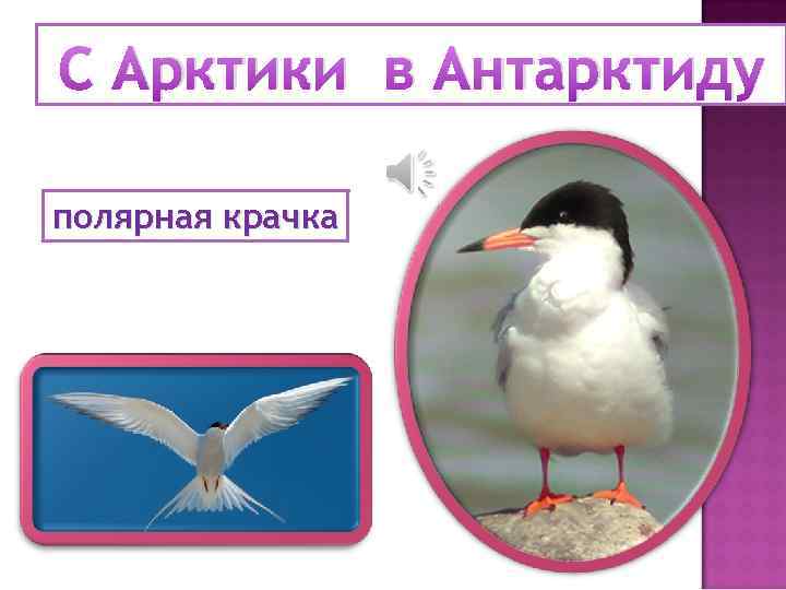 С Арктики в Антарктиду полярная крачка 