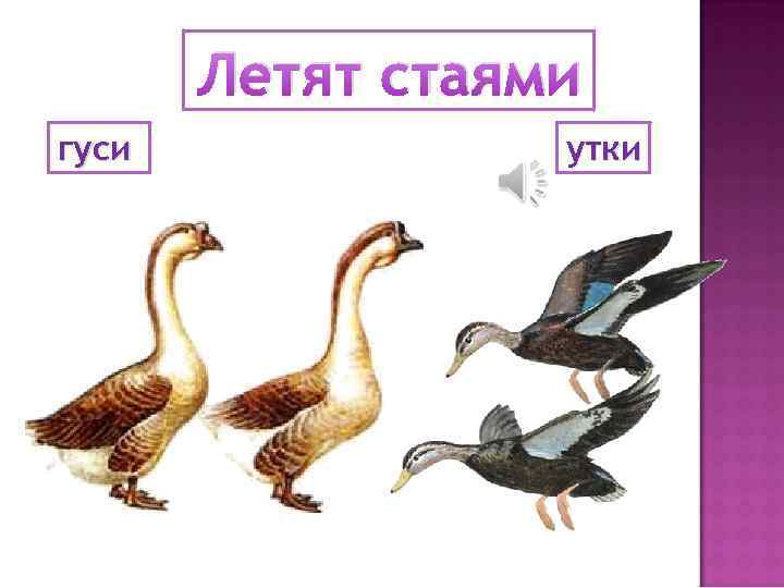 Летят стаями гуси утки 