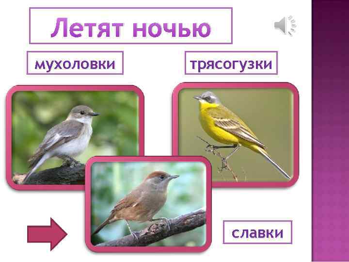 Летят ночью мухоловки трясогузки славки 