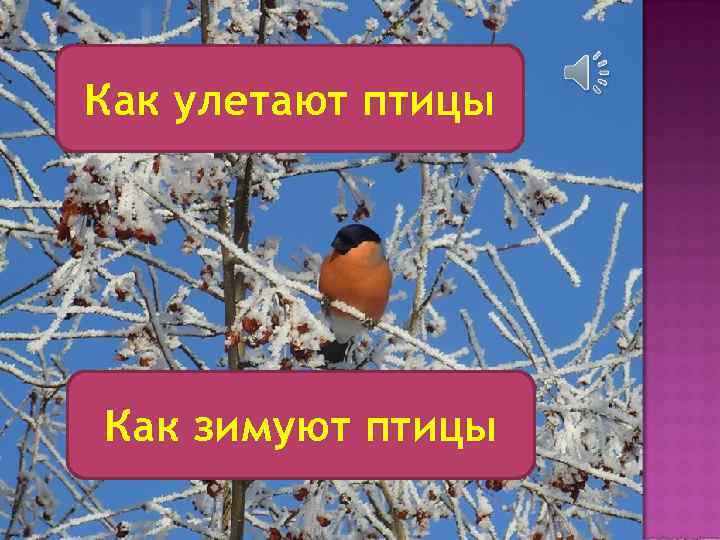 Как улетают птицы Как зимуют птицы 