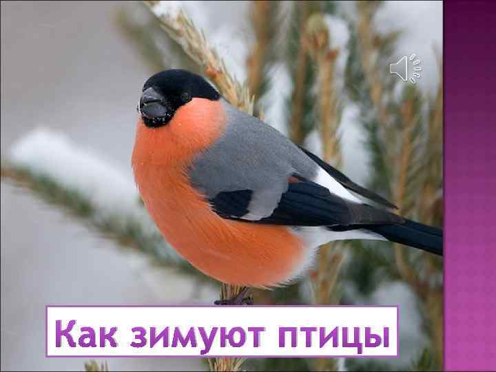 Как зимуют птицы 