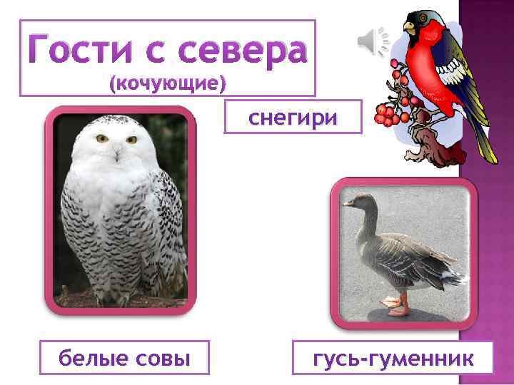 Гости с севера (кочующие) снегири белые совы гусь-гуменник 