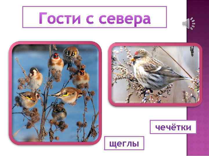 Гости с севера чечётки щеглы 