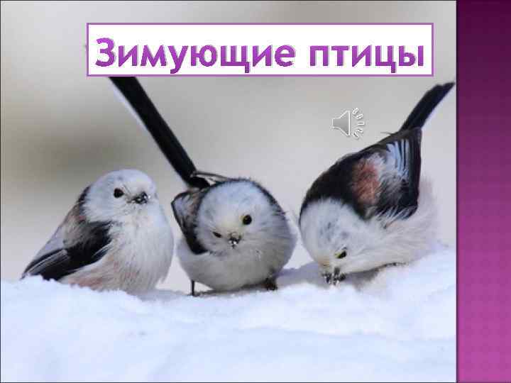 Зимующие птицы 