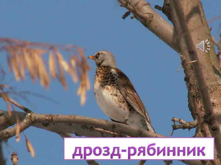 дрозд-рябинник 