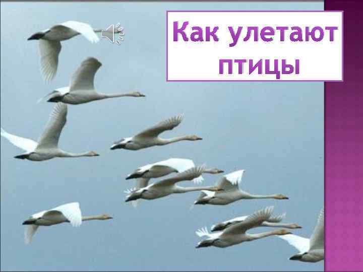 Как улетают птицы 