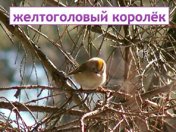 желтоголовый королёк 