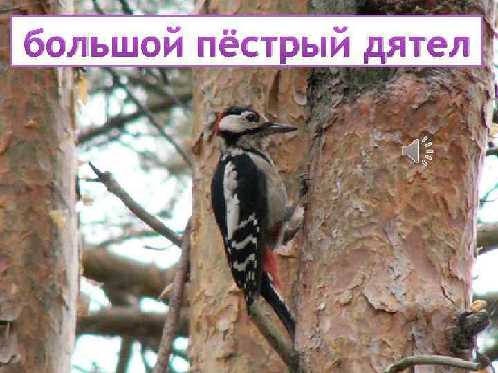 большой пёстрый дятел 