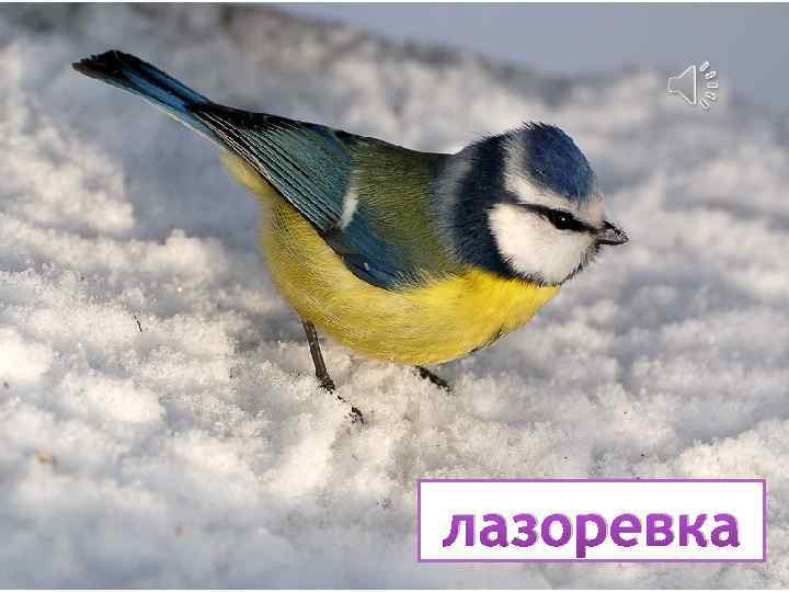 лазоревка 