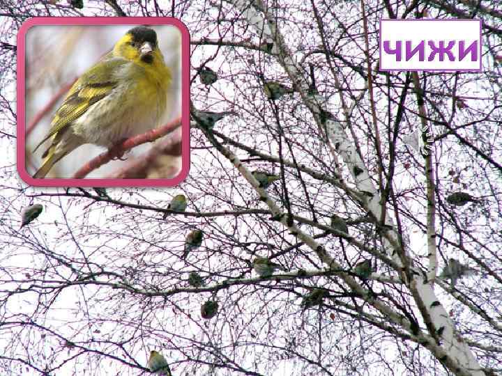 чижи 
