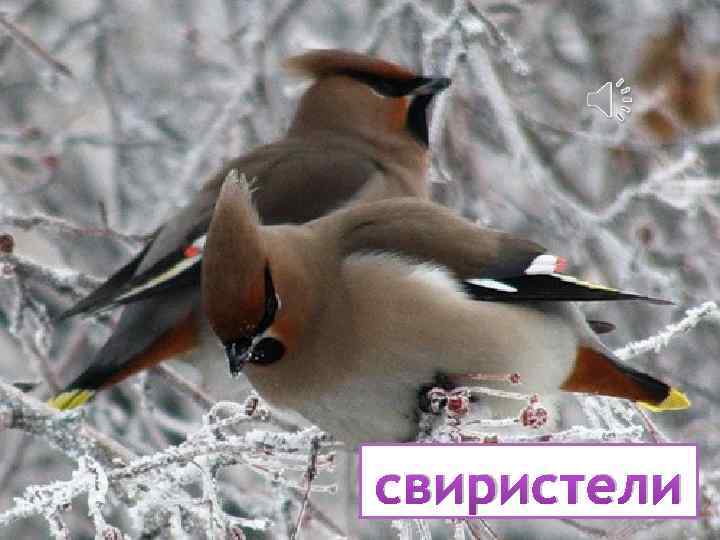 свиристели 
