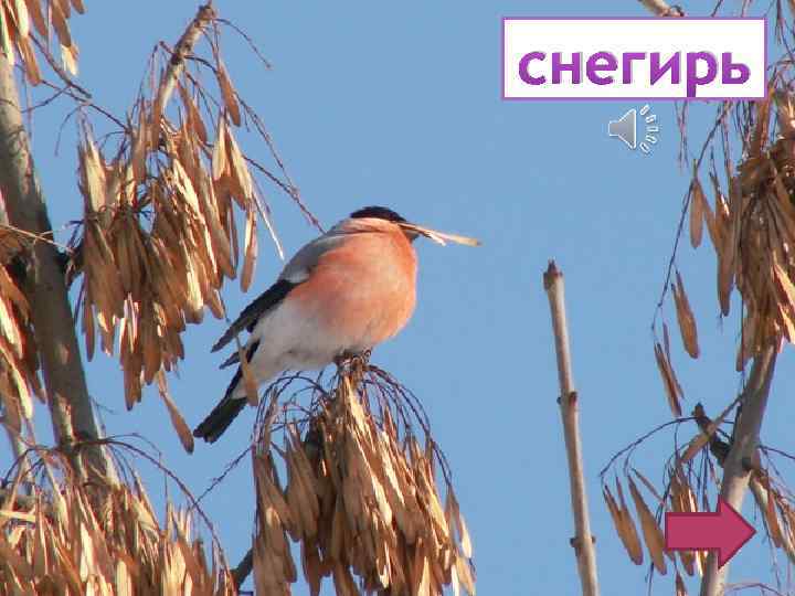 снегирь 