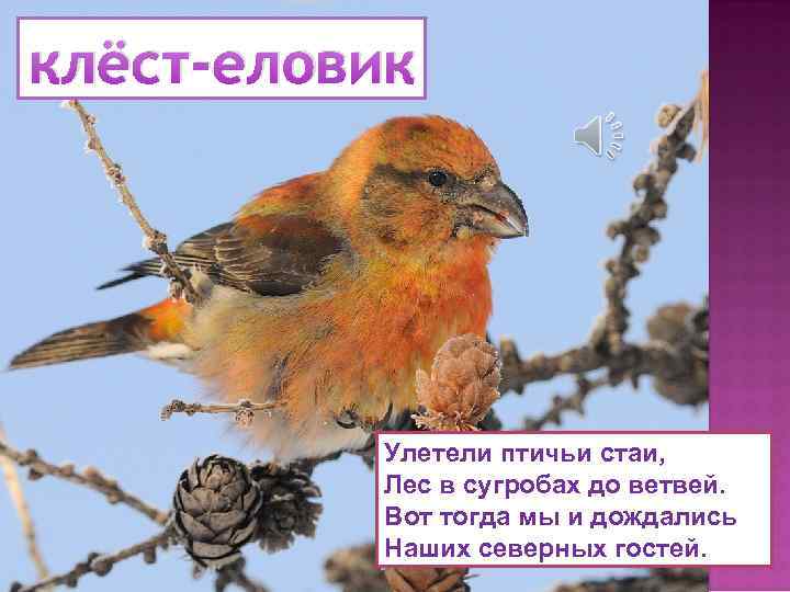 клёст-еловик Улетели птичьи стаи, Лес в сугробах до ветвей. Вот тогда мы и дождались