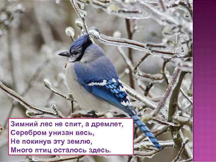 Зимний лес не спит, а дремлет, Серебром унизан весь, Не покинув эту землю, Много