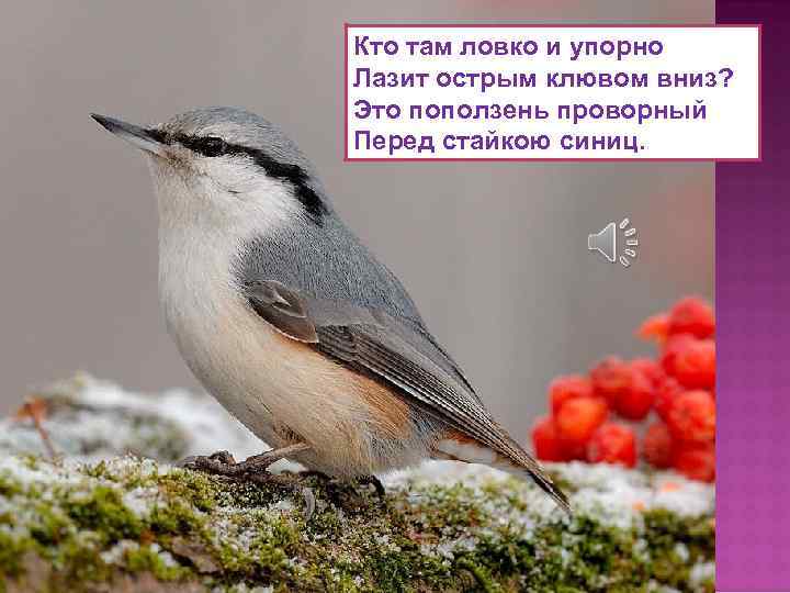 Кто там ловко и упорно Лазит острым клювом вниз? Это поползень проворный Перед стайкою