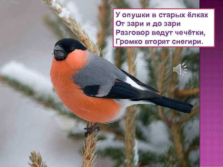 У опушки в старых ёлках От зари и до зари Разговор ведут чечётки, Громко