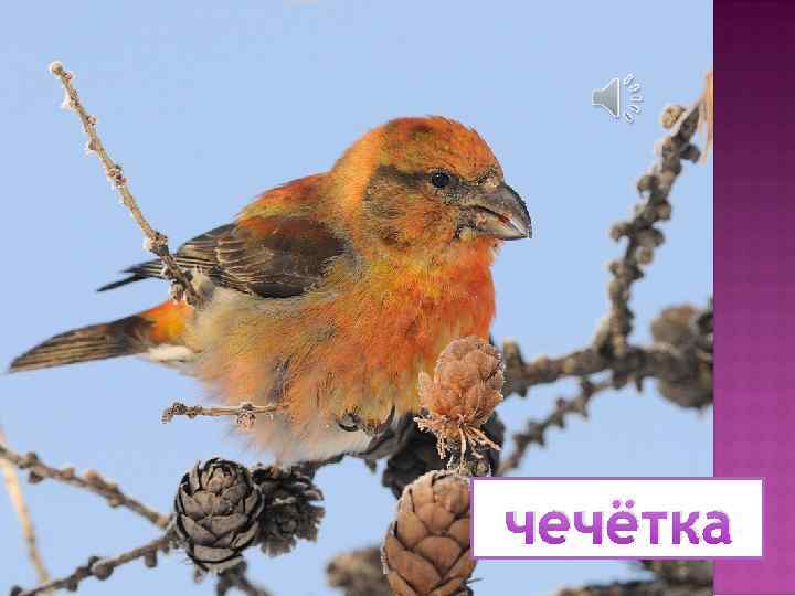 чечётка 