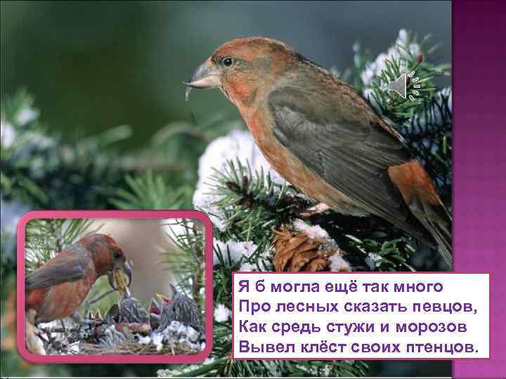 Я б могла ещё так много Про лесных сказать певцов, Как средь стужи и