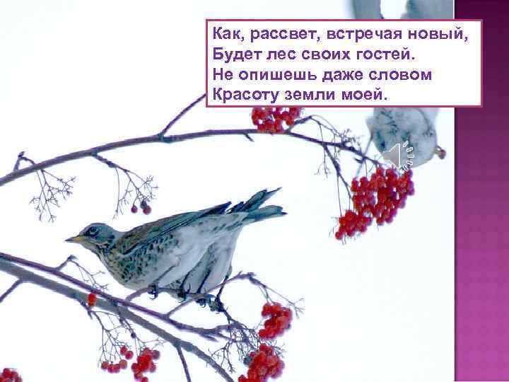 Как, рассвет, встречая новый, Будет лес своих гостей. Не опишешь даже словом Красоту земли