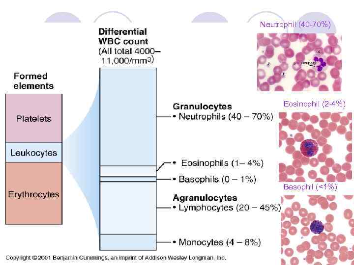 Neutrophil (40 -70%) Eosinophil (2 -4%) Basophil (<1%) 