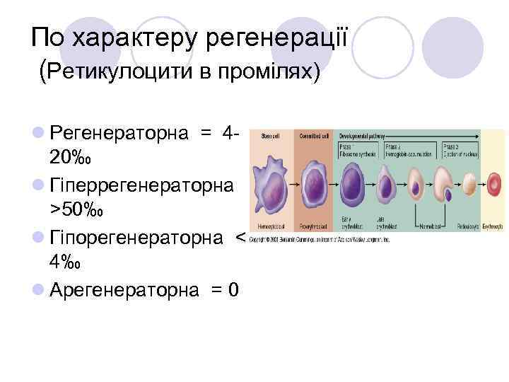 По характеру регенерації (Ретикулоцити в промілях) l Регенераторна = 420‰ l Гіперрегенераторна >50‰ l