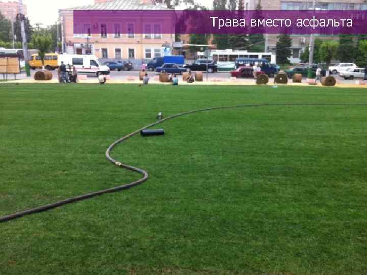 Трава вместо асфальта 