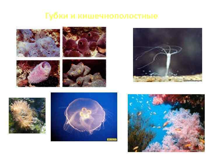 Губки и кишечнополостные 