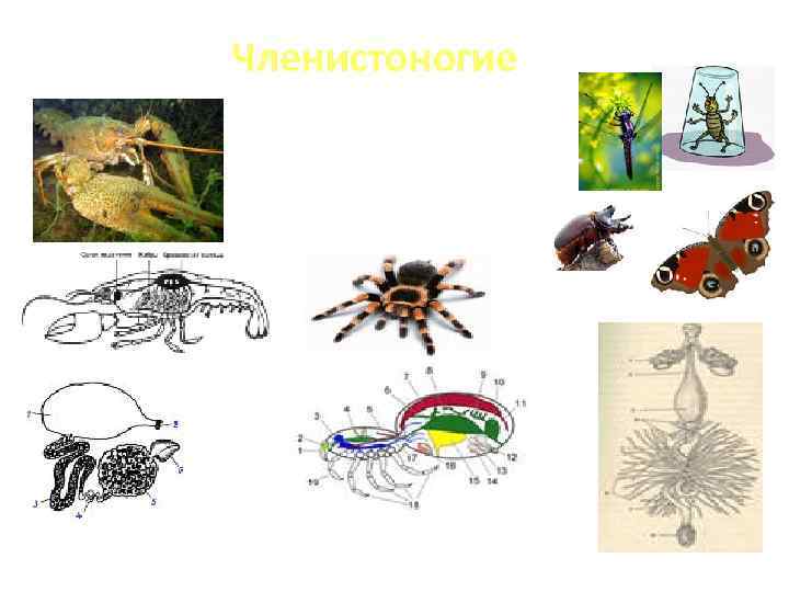 Членистоногие 