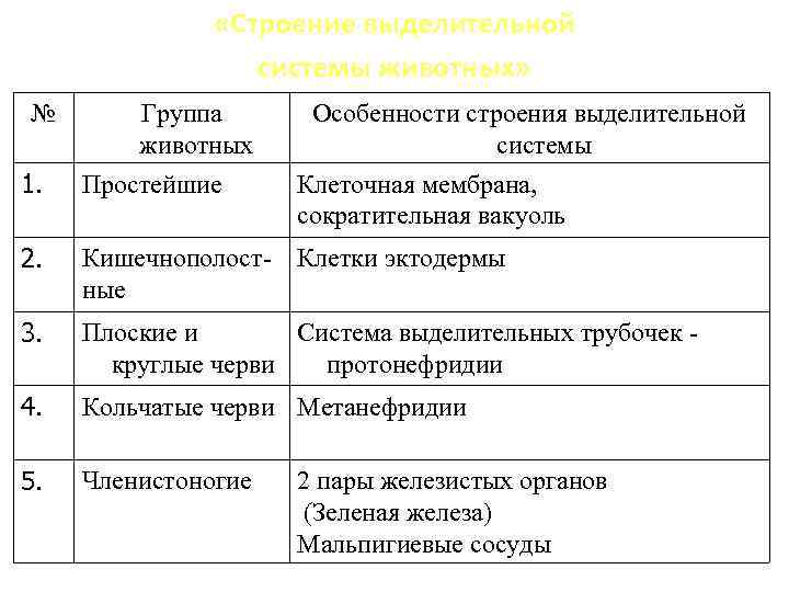 Схема выделительной системы животных