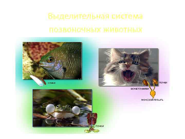 Выделительная система позвоночных животных 