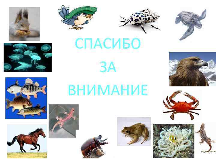 СПАСИБО ЗА ВНИМАНИЕ 