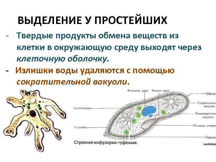 Презентация на тему выделение 8 класс биология