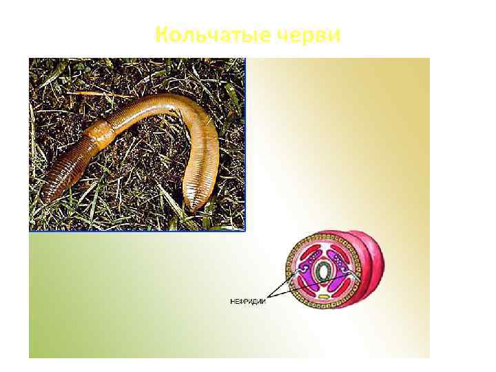 Кольчатые черви 