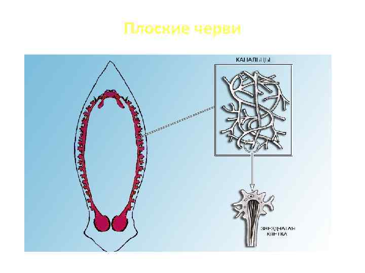 Плоские черви 