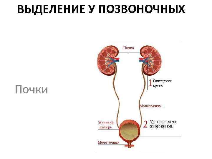 ВЫДЕЛЕНИЕ У ПОЗВОНОЧНЫХ Почки 