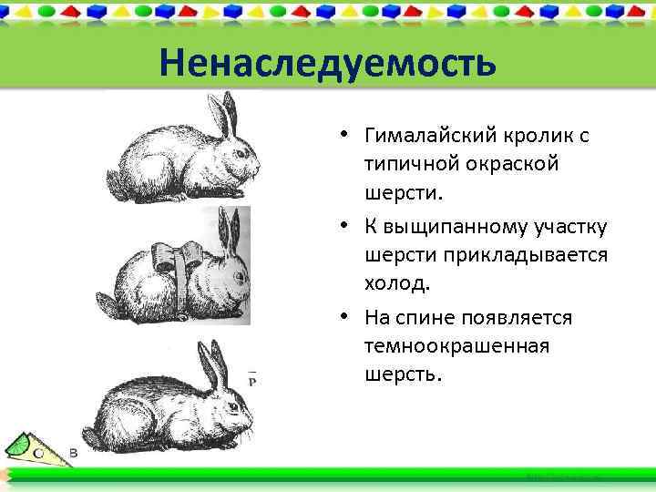 Ненаследуемость • Гималайский кролик с типичной окраской шерсти. • К выщипанному участку шерсти прикладывается