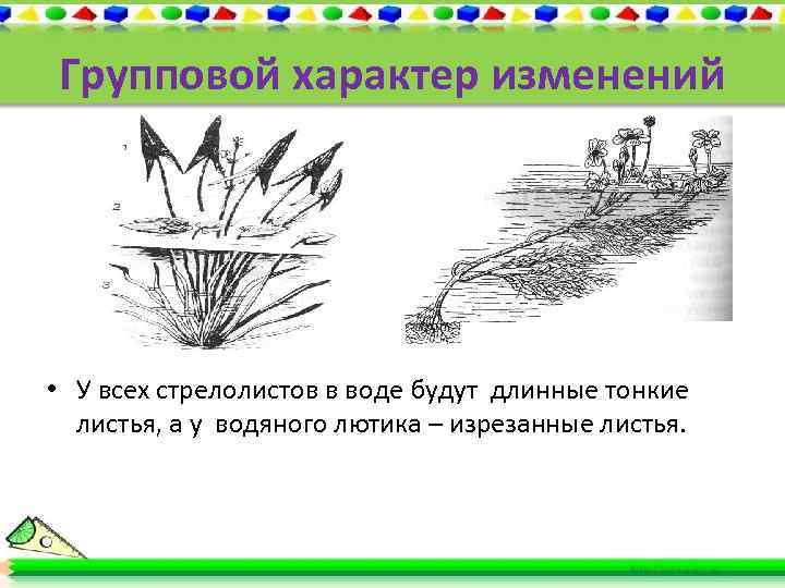 Групповой характер изменений • У всех стрелолистов в воде будут длинные тонкие листья, а