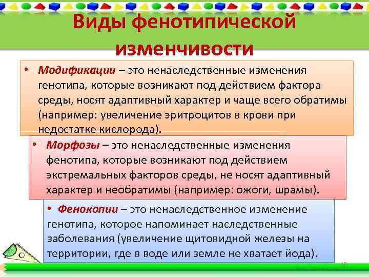 Виды фенотипической изменчивости • Модификации – это ненаследственные изменения генотипа, которые возникают под действием