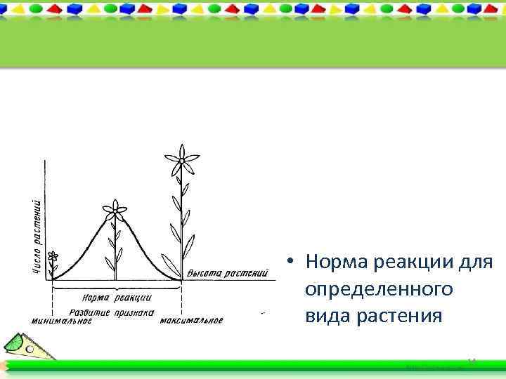  • Норма реакции для определенного вида растения 14 