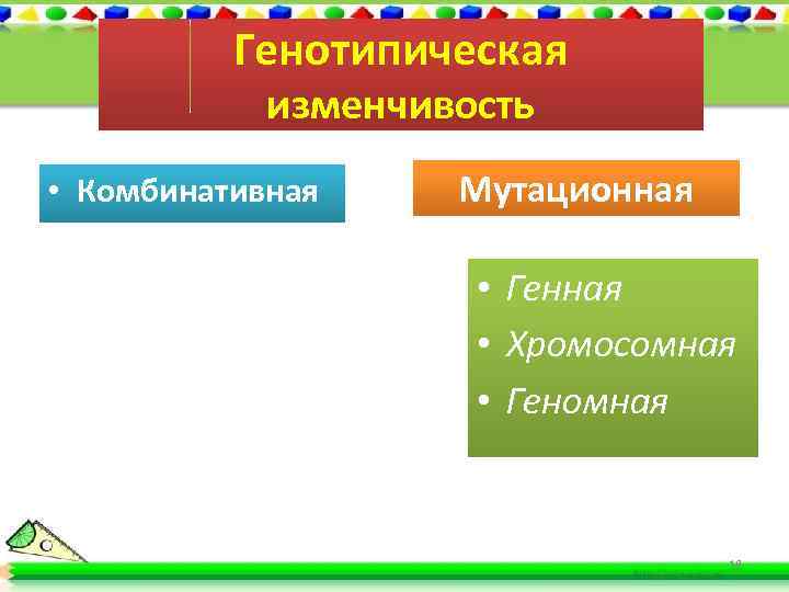 Генотипическая изменчивость • Комбинативная Мутационная • Генная • Хромосомная • Геномная 18 